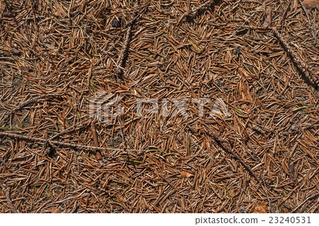 Background of pine needles. 23240531
