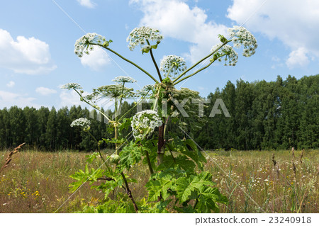 Harmful plant cow parsnip 23240918