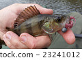 Perch with lure 23241012