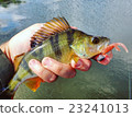 Perch with lure 23241013