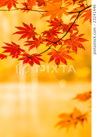 Auspiciousness 23241446