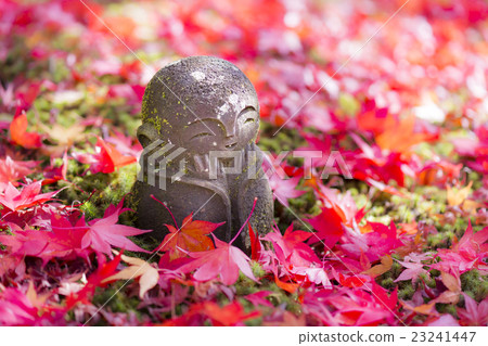 Fallen of fallen leaves 23241447