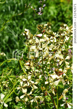 Rocket flower (herb) 23242671