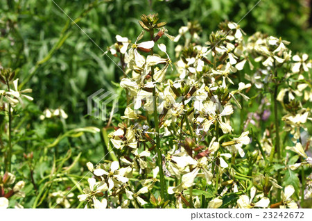 Rocket flower (herb) 23242672