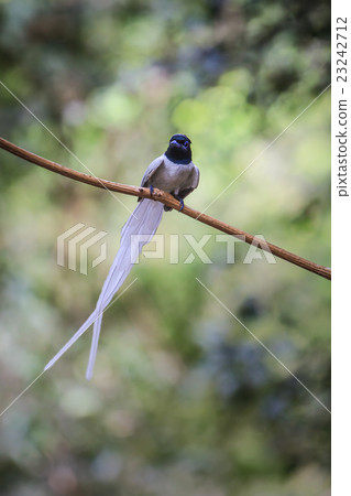 asian paradise flycatcher perching on a branch asian paradise flycatcher perching on a branch 23242712