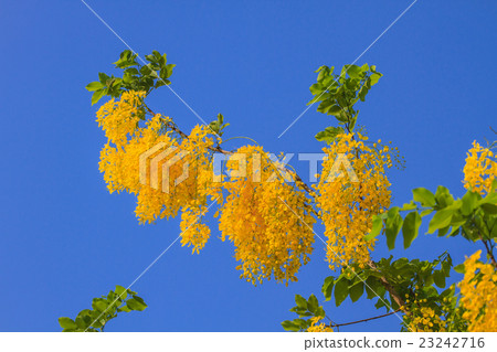Cassia Fistula in clear blue sky Cassia Fistula in clear blue sky 23242716