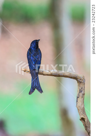 Black drongo beautiful bird in forest Black drongo beautiful bird in forest 23242723