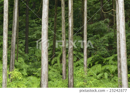 Native forest 23242877