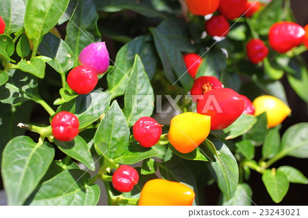 Goshiki Capsicum 23243021