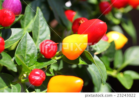 Goshiki Capsicum 23243022