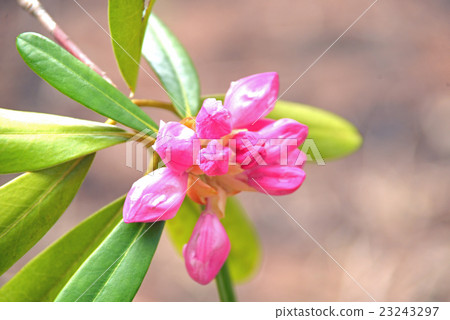 Azuma Rhododendron bud 23243297