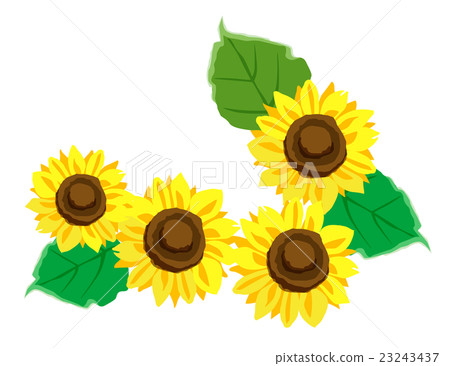 Sunflower flower one point - Stock Illustration [23243437] - PIXTA