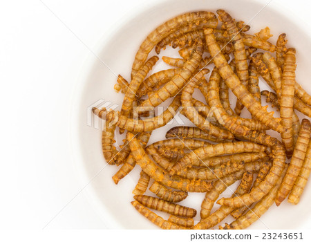 膳食蠕蟲：粉蟲（幼蟲） 23243651