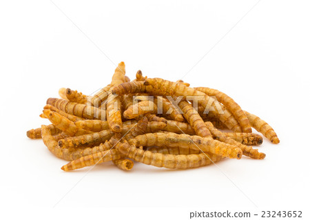Meal worm: Mealworm (larva) 23243652