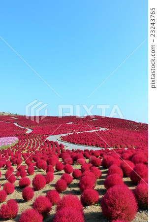 Autumn sunny Kokia 23243765