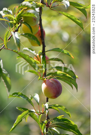 Botankyo 23243828