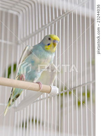 Sekisei parakeet 23244036