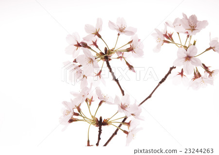 Sakura flower Sakura flower 23244263