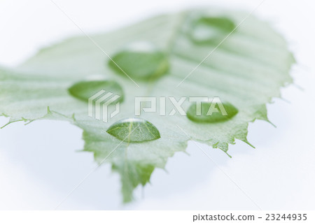 Waterdrops and leaves 23244935