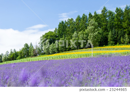 Hokkaido Furano Ayaka no Sato Lavender flower garden Hokkaido Furano Ayaka no Sato Lavender flower garden 23244985