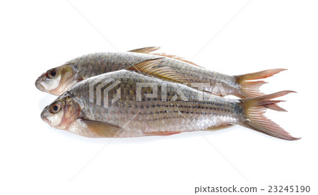 uncooked Labiobarbus siamensis fish on white 23245190