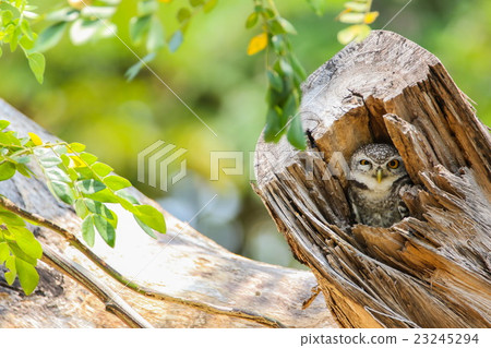 Spotted Owlet (Athene Brama) in tree hollow 23245294