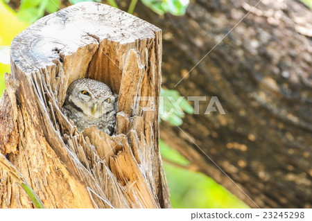 Spotted Owlet (Athene Brama) in tree hollow 23245298