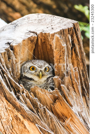 Spotted Owlet (Athene Brama) in tree hollow 23245300