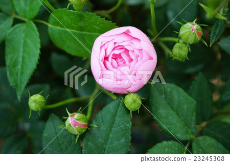 玫瑰(Macrantha·Robbliter)Sakaki Chikumagawa玫瑰園 玫瑰(Macrantha·Robbliter)Sakaki Chikumagawa玫瑰園 23245308