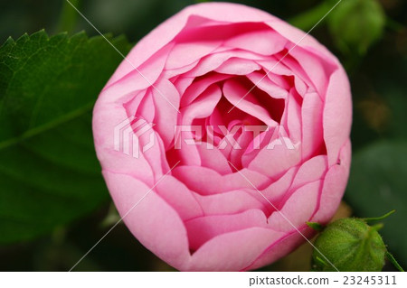 Roses (Macrantha · Robbliter) Sakaki Chikumagawa Rose Park Roses (Macrantha · Robbliter) Sakaki Chikumagawa Rose Park 23245311