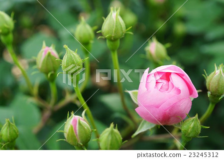 Roses (Macrantha · Robbliter) Sakaki Chikumagawa Rose Park Roses (Macrantha · Robbliter) Sakaki Chikumagawa Rose Park 23245312