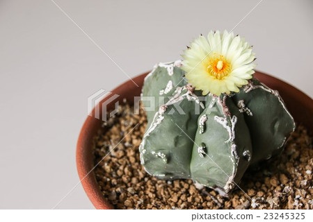 Flower of Star Cactus, Astrophytum Myriostigma  23245325
