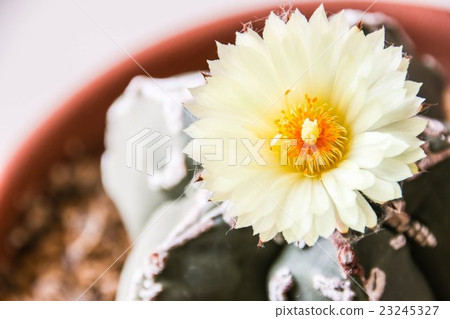 Flower of Star Cactus, Astrophytum Myriostigma  23245327
