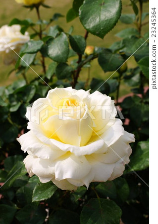 玫瑰(La Perta)Sakaki Chikumagawa玫瑰園 玫瑰(La Perta)Sakaki Chikumagawa玫瑰園 23245364