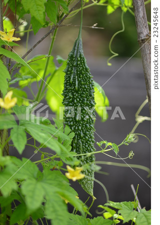 Goya of open-field cultivation Goya of open-field cultivation 23245648