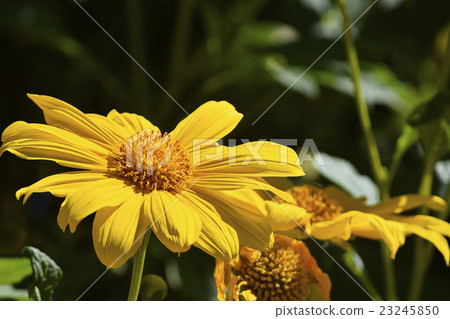 Brilliant yellow Emperor Sunflower Mexican Sunflower Brilliant yellow Emperor Sunflower Mexican Sunflower 23245850