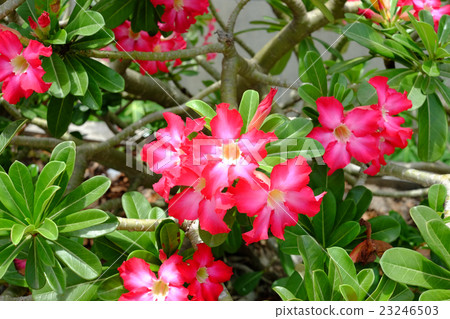 Beautiful pink impala lily flower 23246503