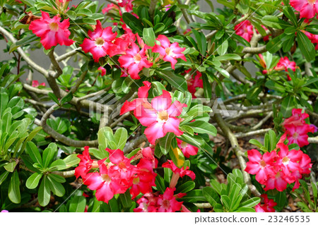 Beautiful pink impala lily flower 23246535