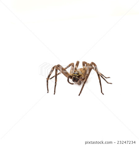 Brown recluse spider isolated on white 23247234