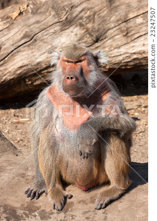 Hamadryas baboon ( Papio hamadryas ) Hamadryas baboon ( Papio hamadryas ) 23247507