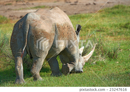 White rhino 23247616