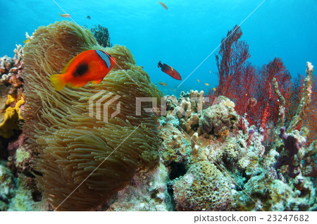海葵和銀蓮花屬魚 海葵和銀蓮花屬魚 23247682