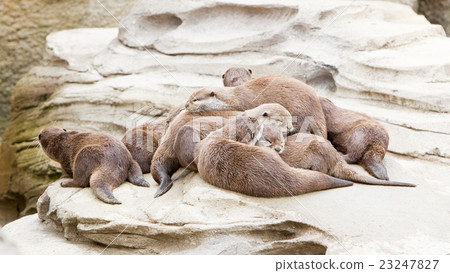Lazy group of Asian small-clawed otter Lazy group of Asian small-clawed otter 23247827