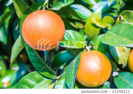 oranges in a tree oranges in a tree 23248211