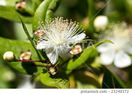 myrtle flowers 23248372