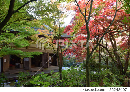Kimpo Koenji秋葉秋天的 23248407