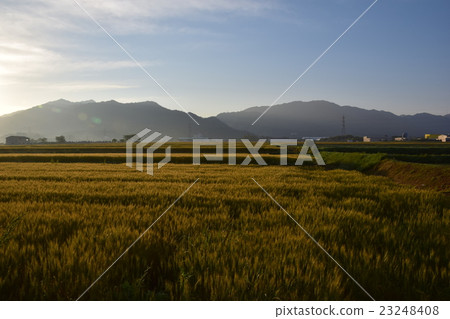 Aichi Town Asahi no wheat field Aichi Town Asahi no wheat field 23248408