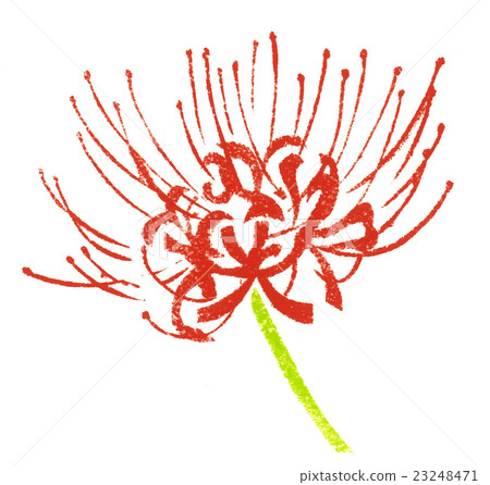 Flower illustration Higanohana flower drawing Flower illustration Higanohana flower drawing 23248471