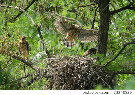 otaka的成長 otaka的成長 23248529