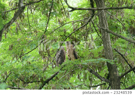 Growth of otaka Growth of otaka 23248539